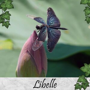 Libelle