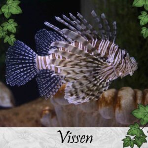 Vissen