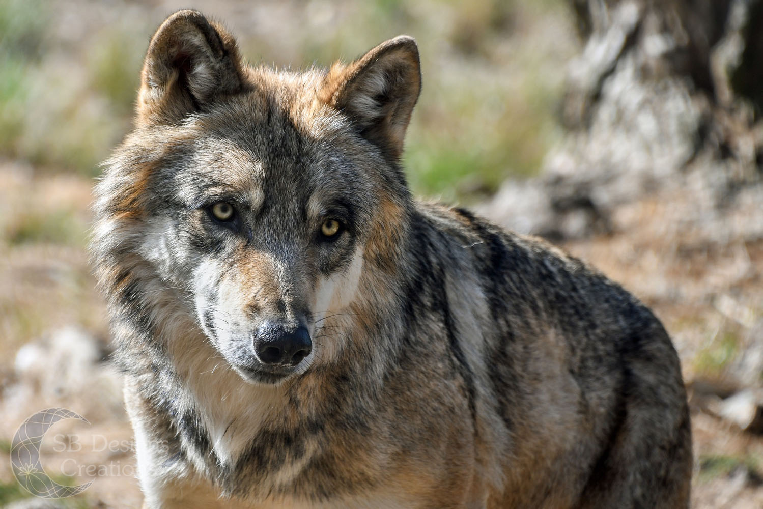 Natuurlijke Wijsheid Het Verhaal van Luna de Wolf-SBDC