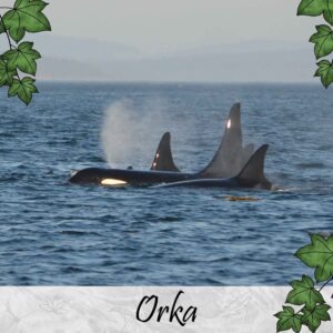 Orka