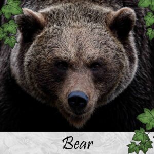 Bear