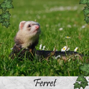 Ferret