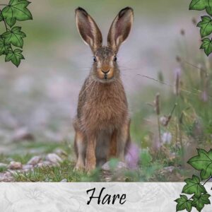 Hare