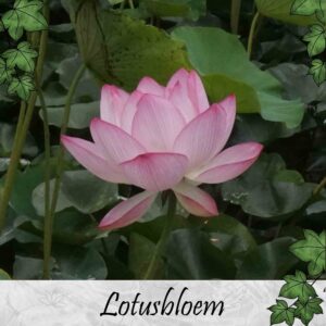 Lotusbloem