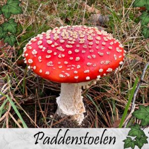 Paddenstoelen