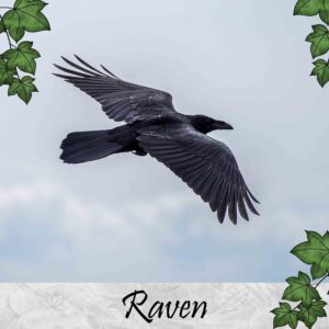 Raven