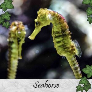 Seahorse