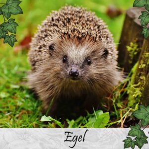 Egel